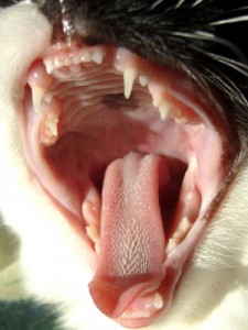 Cat_teeth_by_Wikimedia_Commons